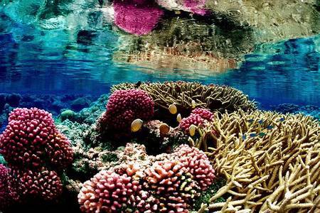 Représentant moins de 0,1 % de la surface des océans, les récifs coralliens abritent environ un quart des espèces marines. © Jim Maragos, U.S. Fish and Wildlife Service