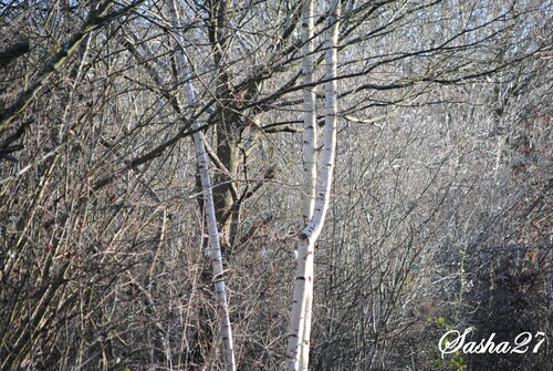 {sortie en forêt} Balade du 17/01 sur la voie verte