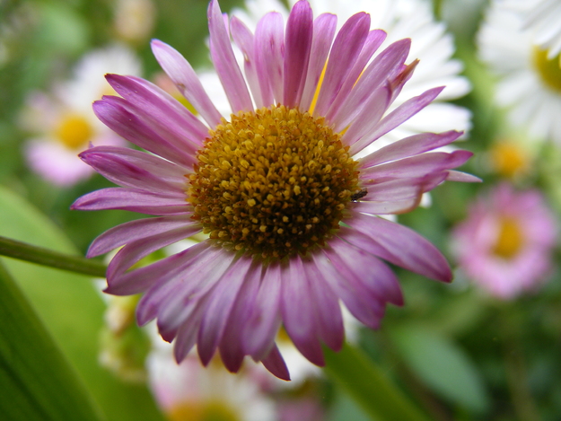 FLEURS DE BRETAGNE (1) PAR KIKI NOTRE PHOTOGRAPHE