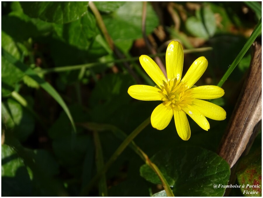 La Ficaire - Fleur jaune -