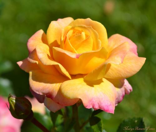 Le cartoscope du vendredi 6 février 2015