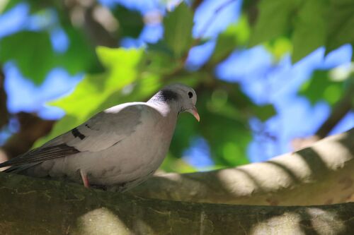 Pigeon Colombin (Stock Dove)