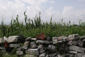 Calebasse... et autres plantes qui accompagnent la milpa traditionnelle (Photo : Prometeo Lucero) Milpa traditionnelle à Edomex, Mexique (Photo : Prometeo Lucero)