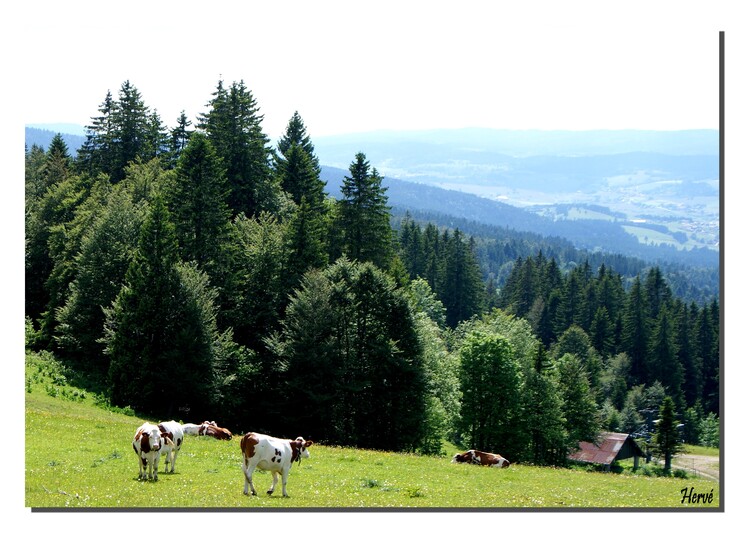 Les falaises du Mont d'Or 2/2.