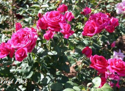 Les Roses de Warren : Vivid Pink