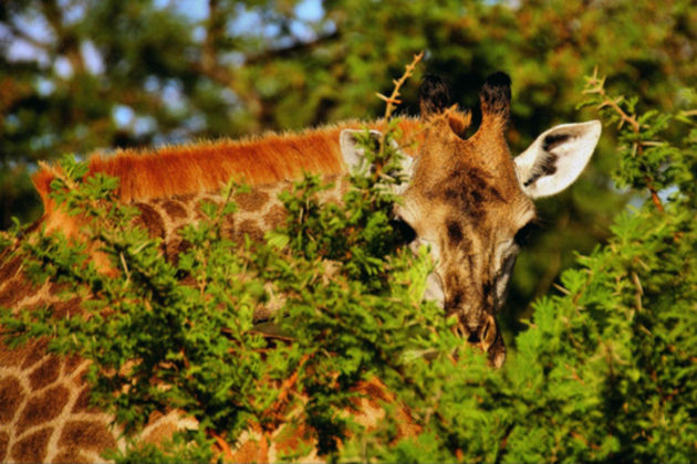 Cache-cache avec une girafe