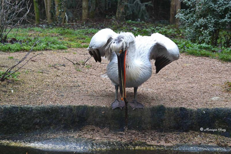 Pélican frisé au zoo d'Amnéville