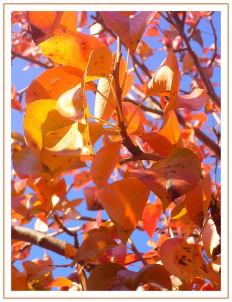 feuilles-de-poirier-automne