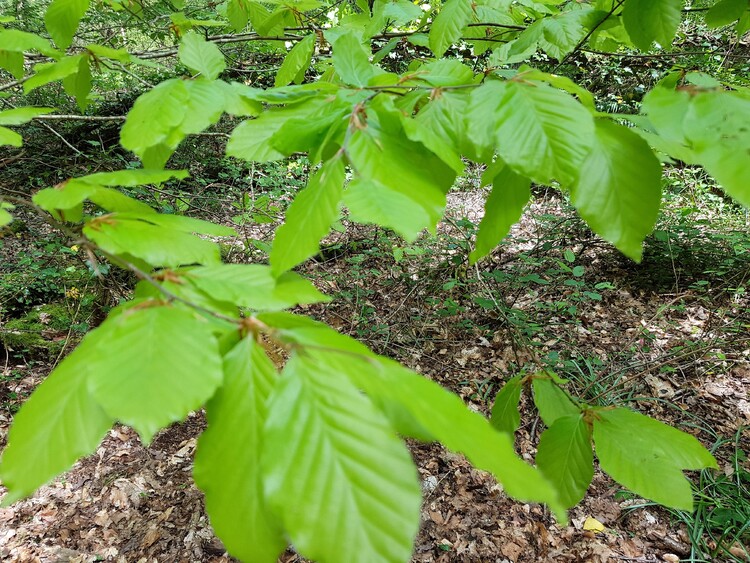 Bain en Forêt de Flaorange - La Chapelle Neuve Morbihan