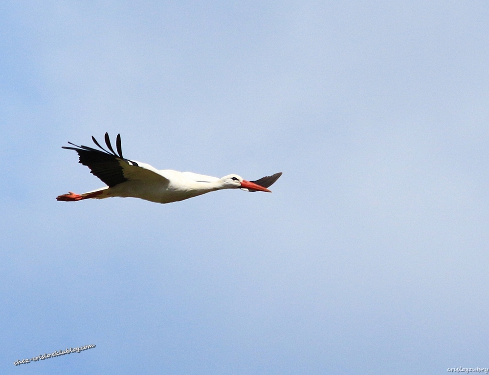 Madame la cigogne