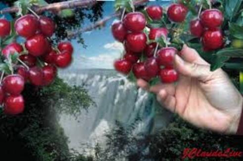                                           **   LE MOMENT du temps  des CERISES .!!**