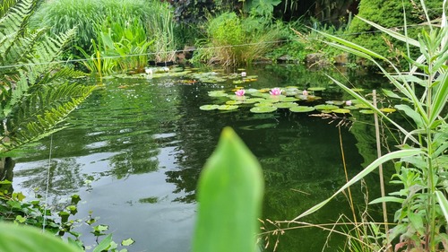 Bassin fleuri