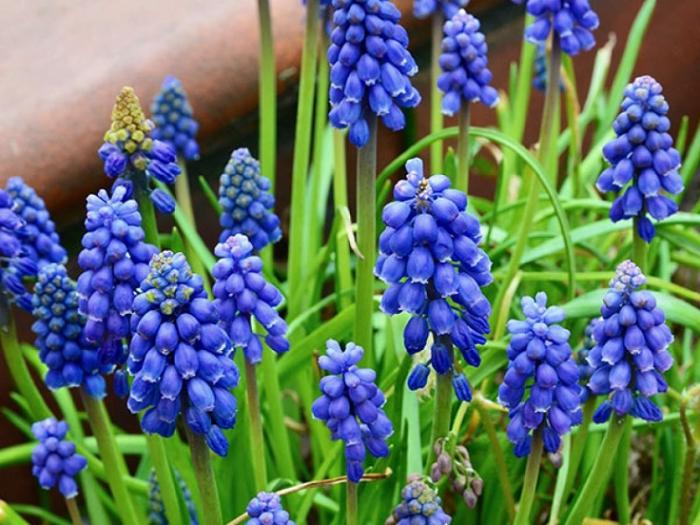 Des fleurs qui feront de votre jardin un paradis bleu