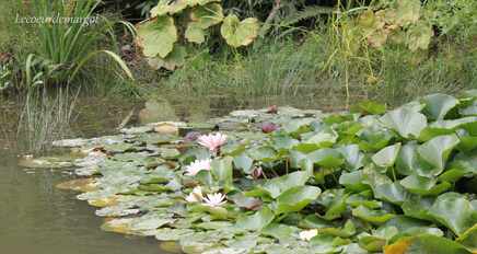 Terra Botanica / Une merveille ces fleurs de lotus !