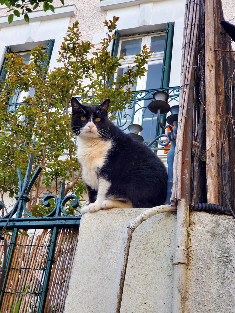 Un chat observateur