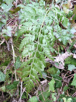 Asplenium adiantum nigrum - doradille noire