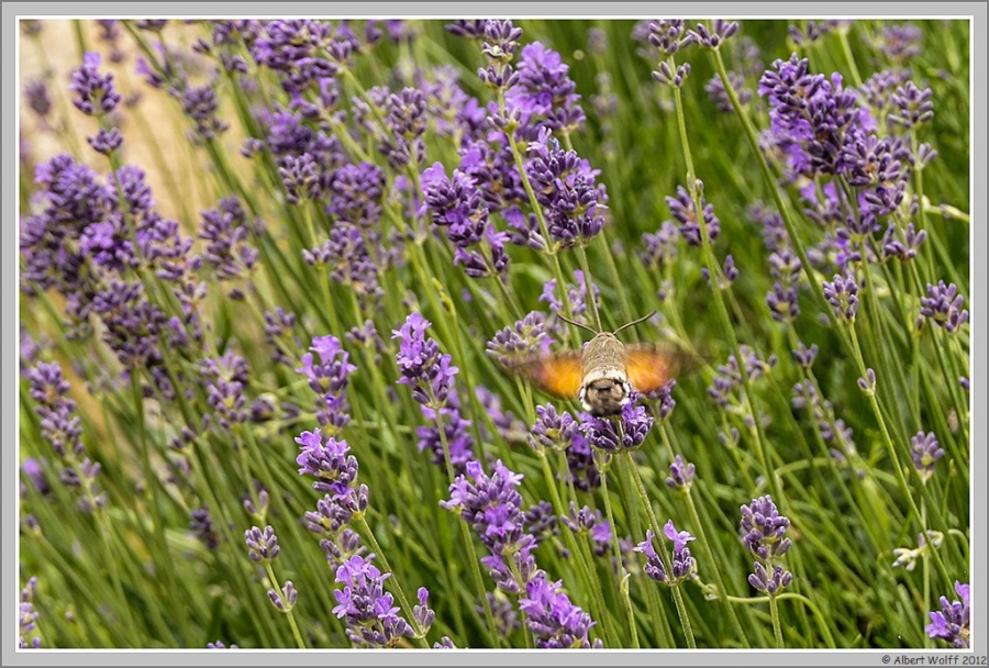 Fleurs sauvages ou non