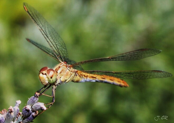 Sympetrum vulgatum