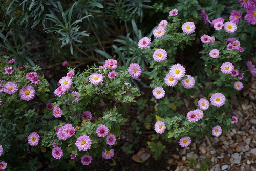 Tristes chrysanthèmes