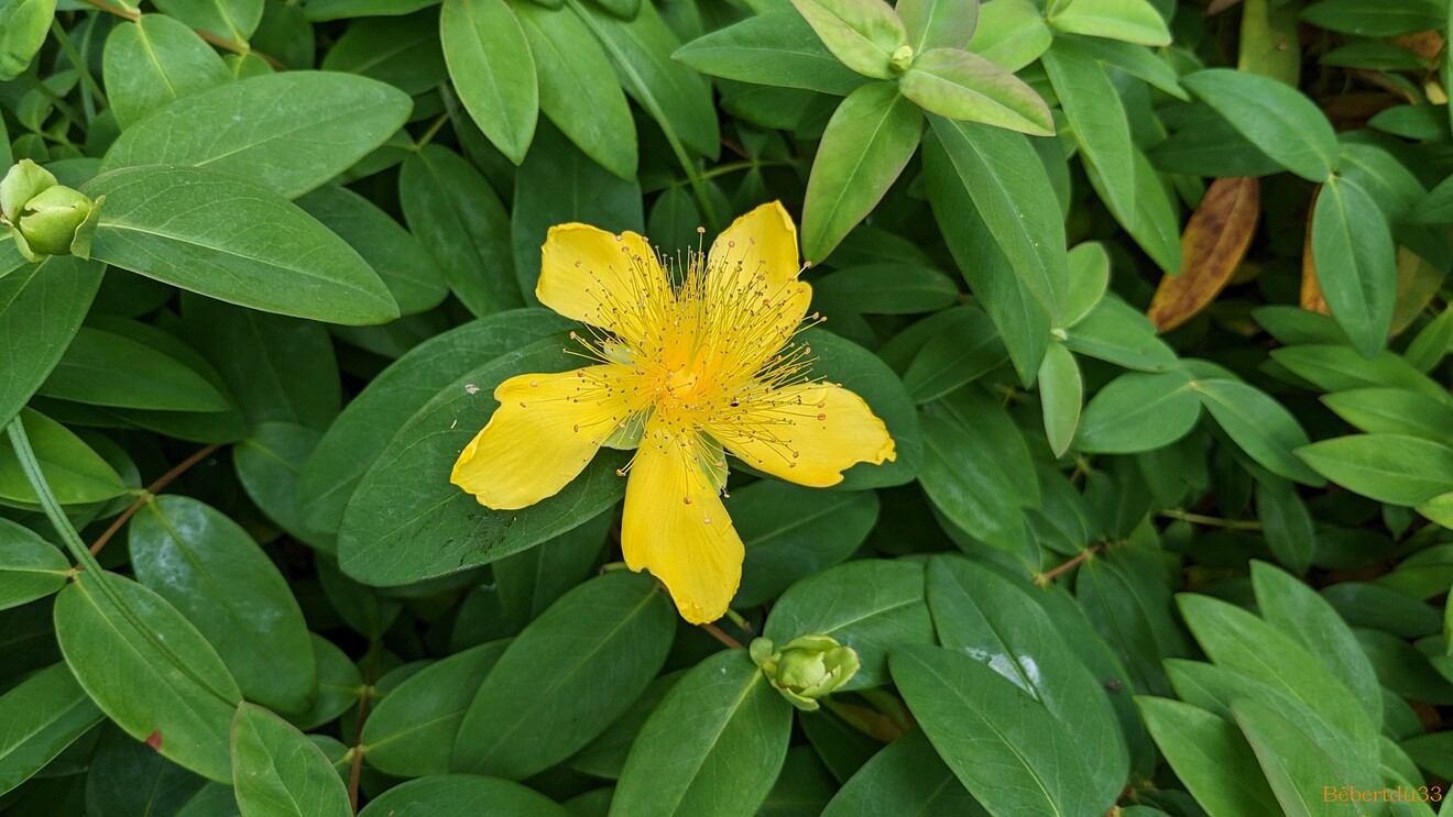 Nos fleurs du jardin - 3