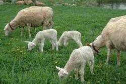 vente agneaux du Ramel