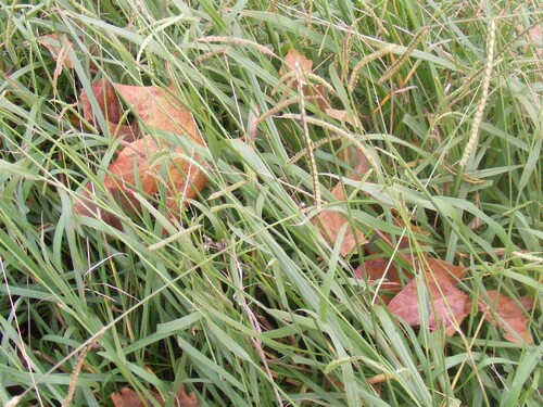 Paspalum dilatatum, Poaceae