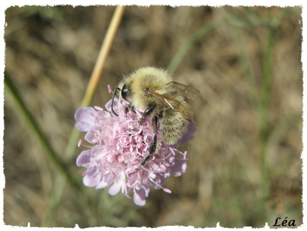 P8143226 - Bombus pascuorum floralis