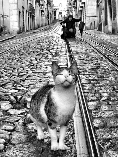 06 - Des chats dans la rue
