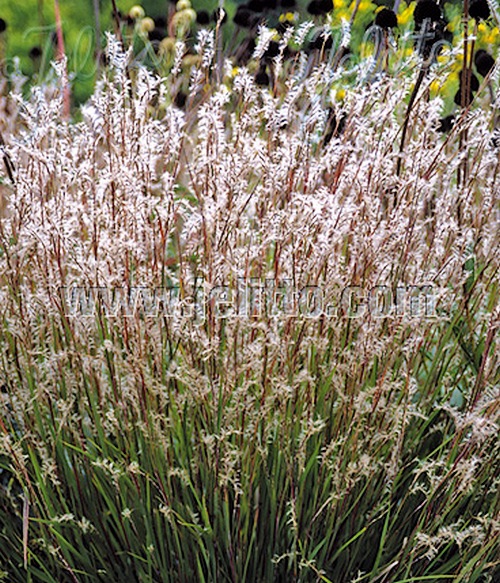 Fleurs cultivées : Schizachyrium scoparium