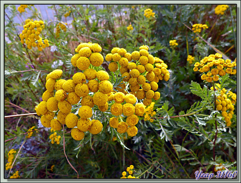 Tanaisie commune (Tanacetum vulgare) - Bolquère - 66  (Flore)