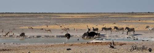 Etosha wonders