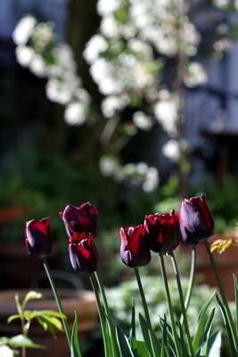 Tulipes 2014 : Ronaldo