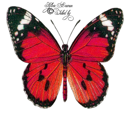  Papillons création 15