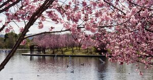 rainbow cherry blossoms swans lake 