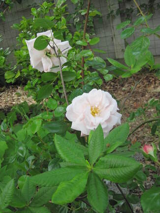 Rosier grimpant rose pâle ' New Dawn ' ( Wichuraiana )