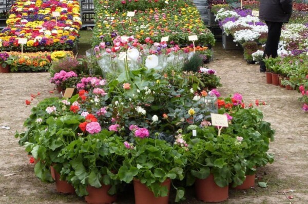 senlis - salon du jardin 2013 - des mosaiques d'annuelles