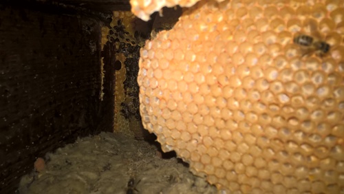 Essaim d abeilles à Escarmain 11/05/2016 
