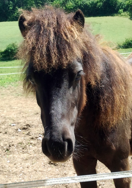 Les poneys : Printemps-Eté 2012