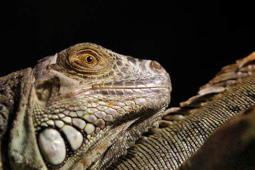 iguane vert