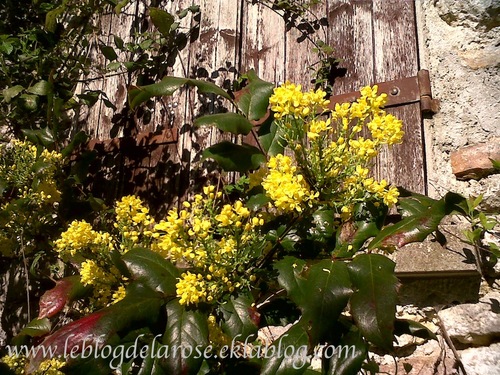 Effluves de mahonia/ Fragrances of mahonia