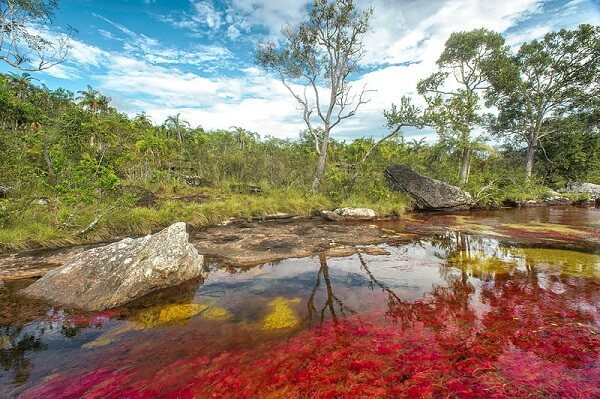 Le Cano Cristales en Colombie, une des plus belles rivières du monde...