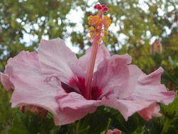 Photos de fleurs de notre île