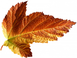 Tubes png feuilles