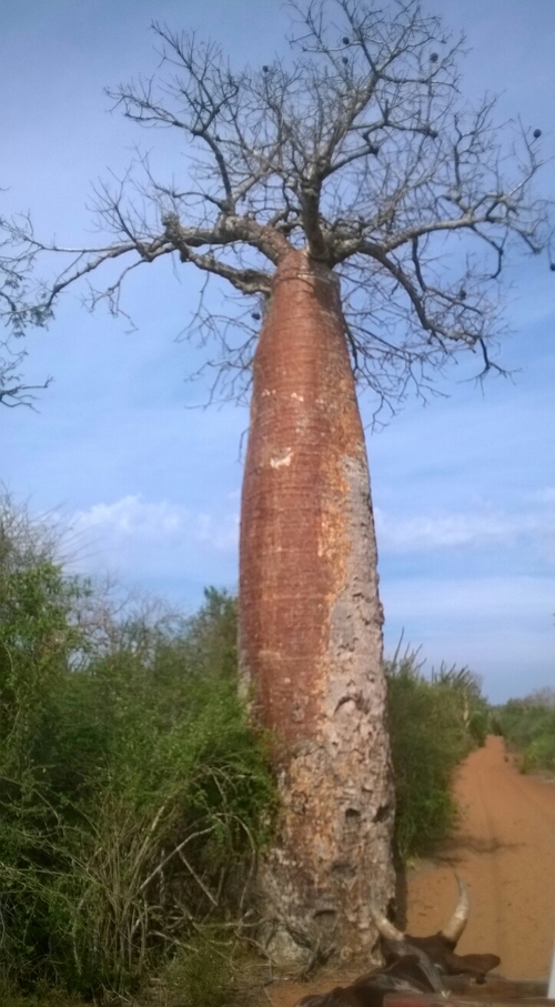 forêt de baobab