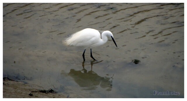 L'Aigrette garzette 