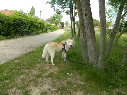 chiens des glaces