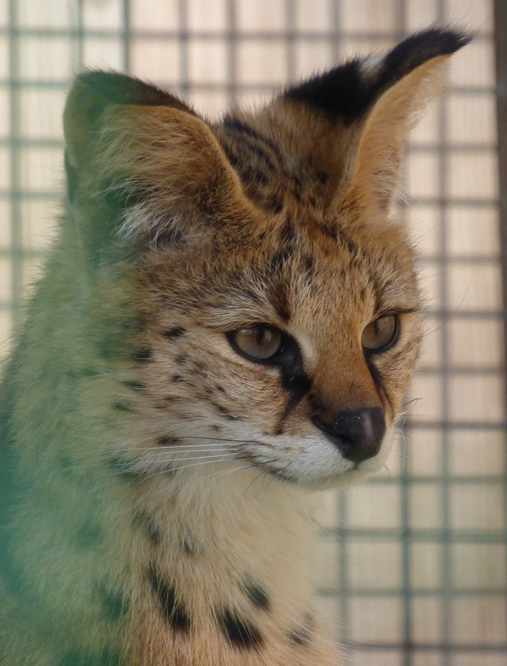 Au zoo d'Amiens en compagnie du Serval 