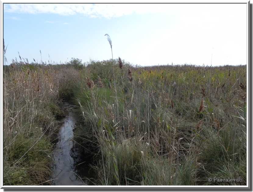 La réserve naturelle des prés salés d'Arès