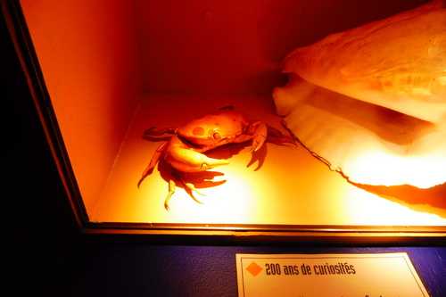 Marseille le Muséum d'histoire naturelle du Palais Longchamp.