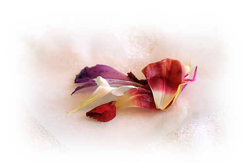tube pétales de fleurs